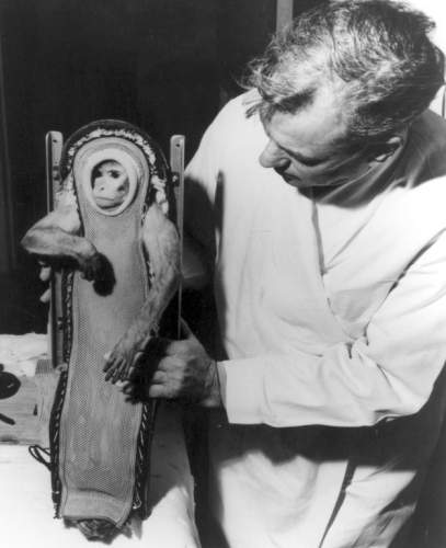 Rezus Sam po locie w ramach testu Little Joe 2 (NASA/S-63-19199) Rezus Sam po locie w ramach testu Little Joe 2 (NASA/S-63-19199)