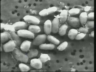 Bakterie, które używają arsenu zamiast fosforu / Credits - NASA TV