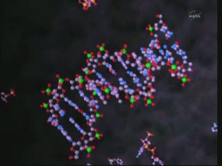 Fosfor i od dziś arsen zajmują ważne miejsce w DNA (oznaczone zielonym kolorem) / Credits - NASA TV Fosfor i od dziś arsen zajmują ważne miejsce w DNA (oznaczone zielonym kolorem) / Credits - NASA TV