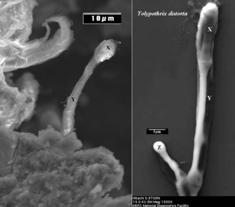 Struktura z meteorytu Orgueil (po lewej) i bakteria Tolypothrix distorta w kulturze hodowlanej / Credits: NASA & Musée Nationale d'Histoire Naturelle Struktura z meteorytu Orgueil (po lewej) i bakteria Tolypothrix distorta w kulturze hodowlanej / Credits: NASA & Musée Nationale d'Histoire Naturelle