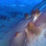 Fotografia przedstawia dno Jeziora Untersee na Antarktydzie, gdzie naukowcy odkryli fioletowe, guzkowate struktury, narastające warstwa po warstwie przez tysiące lat, w wyniku przybywania odpadów po aktywności cyjanobakterii. (Credit: Dale Andersen)