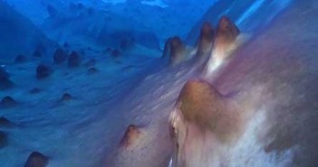 Fotografia przedstawia dno Jeziora Untersee na Antarktydzie, gdzie naukowcy odkryli fioletowe, guzkowate struktury, narastające warstwa po warstwie przez tysiące lat, w wyniku przybywania odpadów po aktywności cyjanobakterii. (Credit: Dale Andersen)
