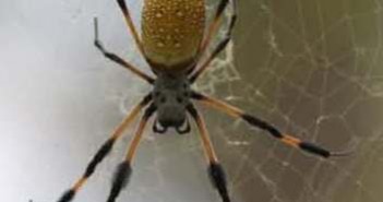 Samica Nephila clavipes na swojej sieci. (Credits: Danielle Anthony, NASA)
