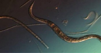 Nicienie C. elegans. Najprawdopodobniej będą pierwszymi eksploratorami na Marsie, ze względu na łatwość w badaniu ich procesów życiowych. Credit: NASA