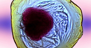 Sztuczna komórka, opracowana przez naukowców pod kierownictwem profesora Lee Cronina, nazwana iCHELL (inorganic chemical cell). Zachodzą w niej reakcje redoks, cechuje ją chiralność, tylko niektóre molekuły dopuszczane są do wnętrza. Poza tym może zajść interakcja międzykomórkowa. Credits: Science Daily (za University of Glasgow)