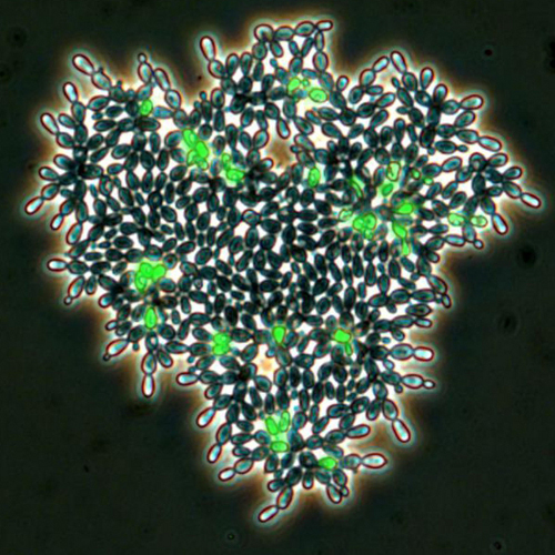 Komórki oznaczone na zielono są martwe. Ich apoptoza umożliwia rozrost całego klastra, zwiększenie jego masy i zarazem prawdopodobieństwo znalezienia się w świeżej pożywce. Credits: Will Ratcliff and Mike Travisano