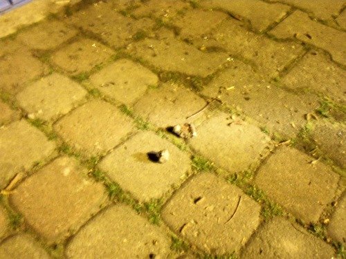 Domniemane meteoryty, które miały spaść w nocy z 27 na 28 kwietnia 2012 / Credits - Policja w Obornikach