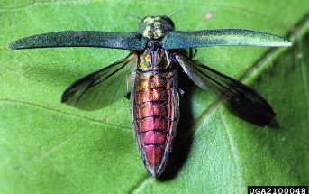 Chrząszcz z rodziny bogatkowatych Agrilus planipennis atakujący jesiony w Stanach Zjednoczonych. Jest gatunkiem inwazyjnym, przywleczonym z Azji. Credits: Bugwood.org