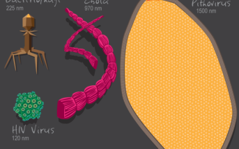 Różnorodność wirusów utrudnia ich kwalifikację. Nowe badania struktur białkowych wskazują na to, że być może powinniśmy myśleć o wirusach jako o organizmach żywych. Credits: University of Illionois/Julie McMahon
