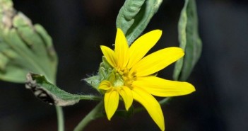 Kwiat słonecznika, który rozkwitł na ISS w 2012 roku / Credits - NASA