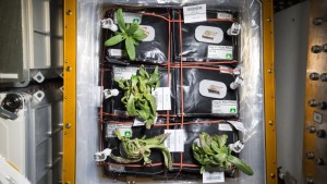 Rośliny Cynii uprawiane na ISS w ramach eksperymentu Veg-01 - zdjęcie z grudnia 2015 / Credits - NASA, Scott Kelly