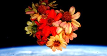 Kwiaty cynii, które wyrosły na pokładzie ISS - zdjęcie z 14 lutego 2016 / Credits - NASA, Scott Kelly