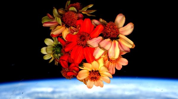 Kwiaty cynii, które wyrosły na pokładzie ISS - zdjęcie z 14 lutego 2016 / Credits - NASA, Scott Kelly