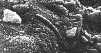 Potencjalny ślad marsjańskiego życia bakteryjnego w meteorycie ALH84001 / Credits - David McKay, NASA
