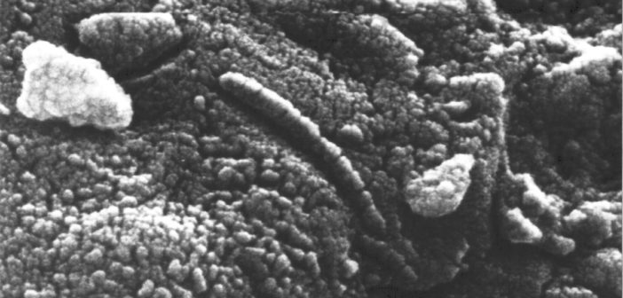 Potencjalny ślad marsjańskiego życia bakteryjnego w meteorycie ALH84001 / Credits - David McKay, NASA
