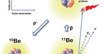 Emisja protonu opóźniona rozpadem ß– w 11Be. Stan podstawowy 11Be z halo neutronowym ulega rozpadowi beta do stanu wzbudzonego 10B, który znajduje się tuż powyżej progu rozpadu protonu. Stan ten następnie rozpada się do stanu 10Be poprzez emisję protonu. (Źródło: IFJ PAN)