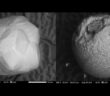 Przykłady mikrometeorytów - obrazy z mikroskopu elektronowego / Credits - Fundacja Nauka To Lubię