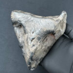 Żelazny meteoryt, który spadł 17 kwietnia 2026 w centralnej Polsce (już po oczyszczeniu) / Credits - Szymon Kozłowski